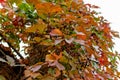 Brick chimney tower, entwined with different leaves of beautiful autumn shades against the sky, bottom-up view of colorful colored Royalty Free Stock Photo