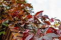 Brick chimney tower, entwined with different leaves of beautiful autumn shades against the sky, bottom-up view of colorful colored Royalty Free Stock Photo