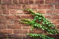 Brick exterior wall with creepy green ivy vine.