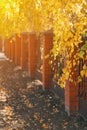 Brick fence with metal fence. Yellow birch foliage in the rays of the sun. Autumn city landscape. selective focus Royalty Free Stock Photo