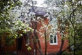 Brick house in the apple orchard. focus on the branch of the apple tree Royalty Free Stock Photo