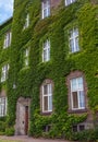 Brick house with front wall covered by green ivy Royalty Free Stock Photo