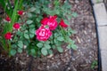 Brick landscape edging with blooming cherry-red color and dark green foliage shrub, mulched ground in Dallas, Texas, America Royalty Free Stock Photo