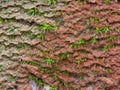 Brick. Moss grows on the surface of the brick. Texture. Abstraction Royalty Free Stock Photo