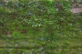 Brick Moss Wall Royalty Free Stock Photo