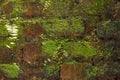 Brick Moss Wall Royalty Free Stock Photo