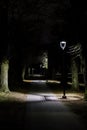 Brick path for pedestrians near beautiful old trees with light lanterns Royalty Free Stock Photo