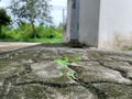 A small tree grows on the pavement.