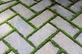 Brick Pavers with Moss Royalty Free Stock Photo