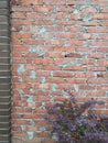 Brick red wall with cement and purple plant texture background Golden autumn. Wild plant on old brick wall as background Royalty Free Stock Photo