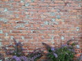 Brick red wall with cement and purple plant texture background Golden autumn. Wild plant on old brick wall as background Royalty Free Stock Photo