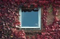 Brick red wall with window and red leaves Royalty Free Stock Photo