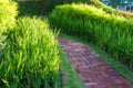 Brick walk way on green grass in morning Royalty Free Stock Photo