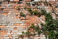 Brick wall with aged cracked texture