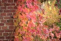 Brick wall with autumn grape leaves