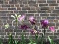 Brick wall background with flower