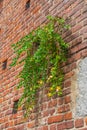 Brick wall background with plant, sforza castle, milan, Italy Royalty Free Stock Photo