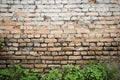 Brick wall background with plants