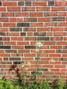 Brick Wall Background with Queen Anne`s Lace flower