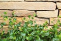 Brick wall background texture - vintage with tree Royalty Free Stock Photo