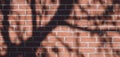 Brick wall background. Wide panorama of shadow and light of branches  tree on old red texture brick wall, Minimal natural banner Royalty Free Stock Photo