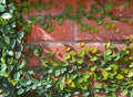 Brick wall braided with plants with green leaves