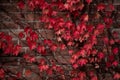 Brick wall braided with red ivy.