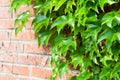 Brick wall with bright green ivy branches background Royalty Free Stock Photo