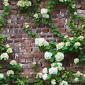 Brick wall with climbing hydrangea Royalty Free Stock Photo