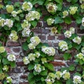 Brick wall with climbing hydrangea Royalty Free Stock Photo
