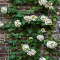 Brick wall with climbing hydrangea Royalty Free Stock Photo