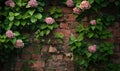 Brick wall with climbing hydrangea Royalty Free Stock Photo