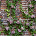 Brick wall with climbing hydrangea Royalty Free Stock Photo