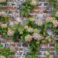 Brick wall with climbing hydrangea Royalty Free Stock Photo