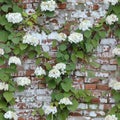 Brick wall with climbing hydrangea Royalty Free Stock Photo