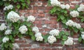 Brick wall with climbing hydrangea Royalty Free Stock Photo