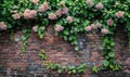 Brick wall with climbing hydrangea Royalty Free Stock Photo