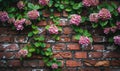 Brick wall with climbing hydrangea Royalty Free Stock Photo