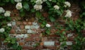 Brick wall with climbing hydrangea Royalty Free Stock Photo