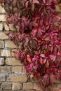 Brick wall with colorful autumn ivy leaves in the park. Royalty Free Stock Photo