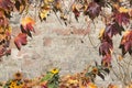 Brick wall with autmn leaves Royalty Free Stock Photo