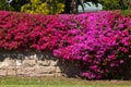 Brick wall covered with a bougainvillea flower Royalty Free Stock Photo