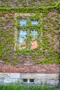 Brick wall covered with ivy Royalty Free Stock Photo