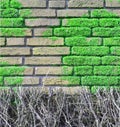 Brick wall covered with moos Royalty Free Stock Photo