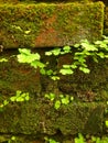 brick wall covered with moss and ferns Royalty Free Stock Photo