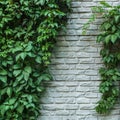 Brick wall or fence with wild grapes. Vintage brick wall with natural floral frame. Wild grape on the wall of an old building. Wil Royalty Free Stock Photo