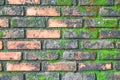 Brick wall full with green moss Royalty Free Stock Photo