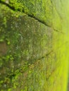 brick wall full of moss Royalty Free Stock Photo