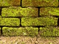 Brick wall full with moss and ground Royalty Free Stock Photo