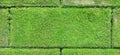 Brick wall with green moss Royalty Free Stock Photo